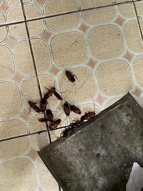 灭蟑螂：蟑螂预防注意事项