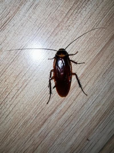 了解蟑螂的危害